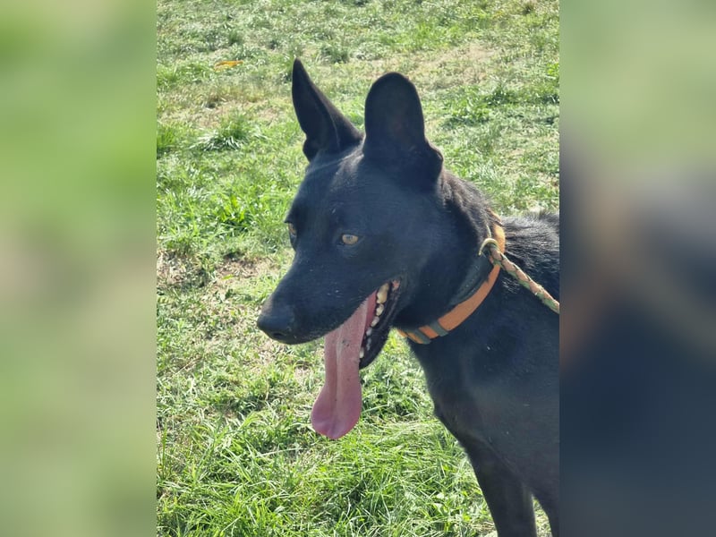 Atlas, geboren 24.05.2022, 60cm sucht sein Glück