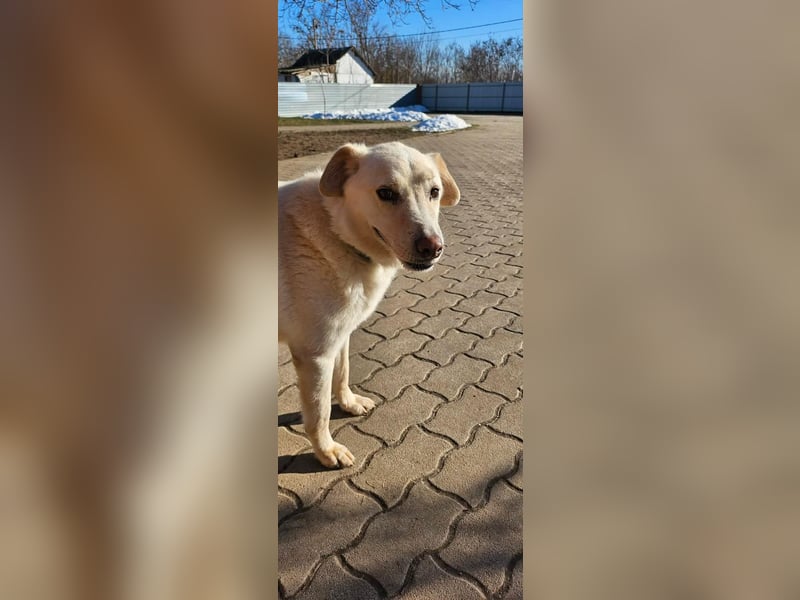 Lucky, geboren 20.11.2018, 58cm sucht seine Menschen