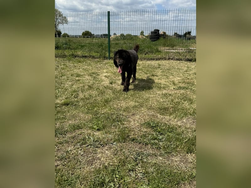 Bruce, geboren 01.01.2019, 59cm sucht seine Menschen