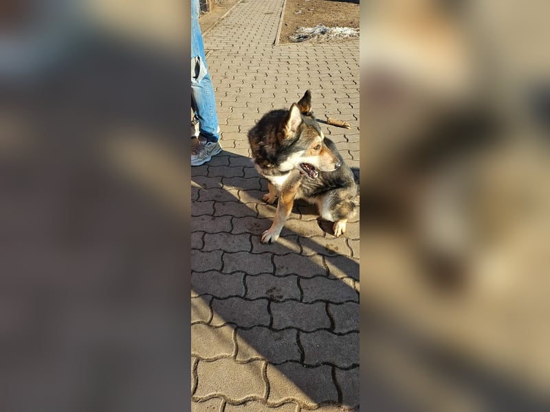 Catrina, geb. 01.2022, 60cm, sucht ihre Begleitung für lange Spaziergänge