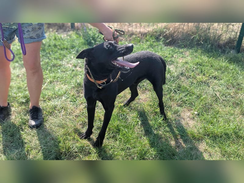 Atlas, geboren 24.05.2022, 60cm sucht sein Glück