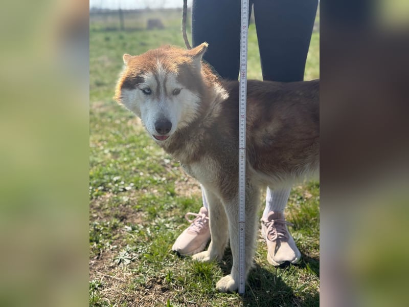 Heliosz, geb. 10.2024, 59cm, sucht ein aktives zu Hause