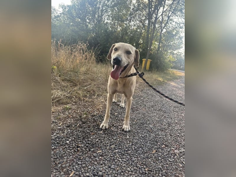 Max, geb. 06.2024, 55cm sucht sein Zuhause