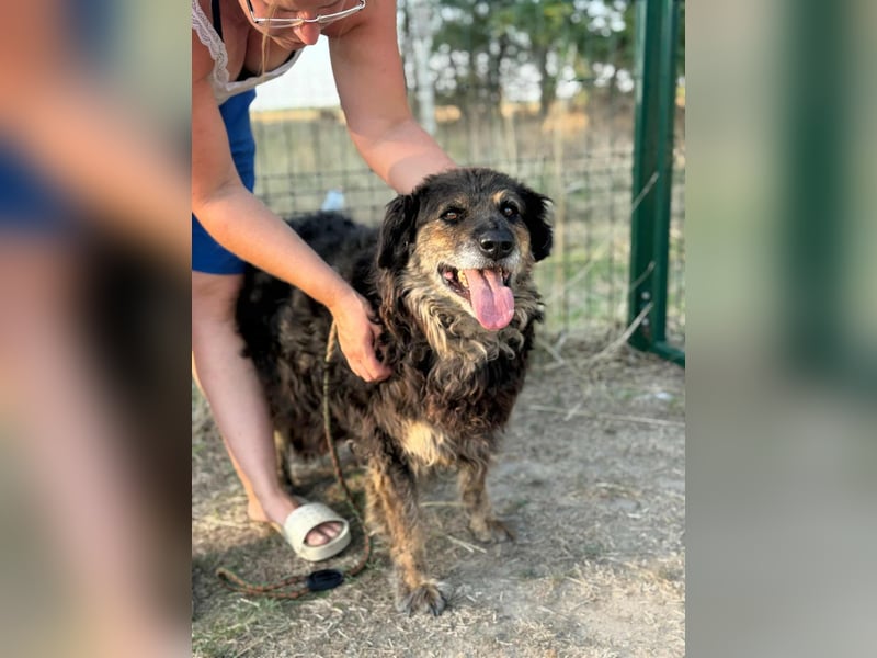 Teddy, 01.2021 geboren, 56cm sucht sein für immer Zuhause