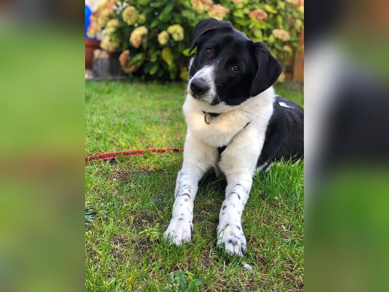 Ella, geboren 01.2025, 60cm sucht neues Zuhause