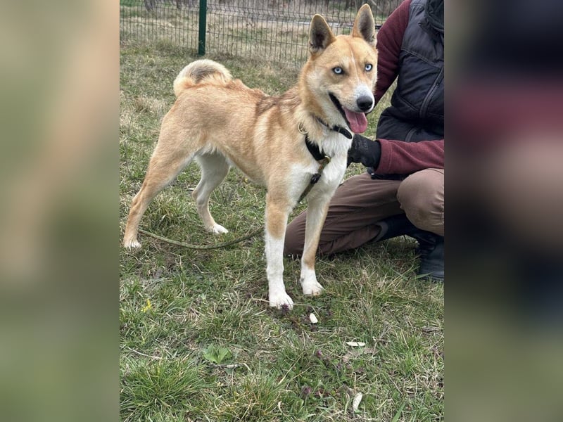 Nico, geb. 05.2023, 54cm sucht aktives zu Hause