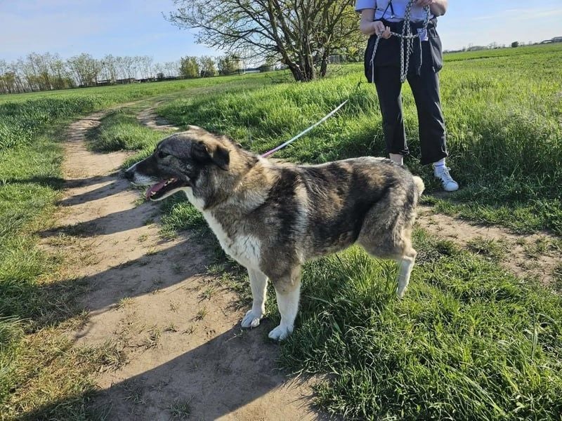 Sunny, geb. 01.12.2019, 58 cm, wartet auf ihre Chance