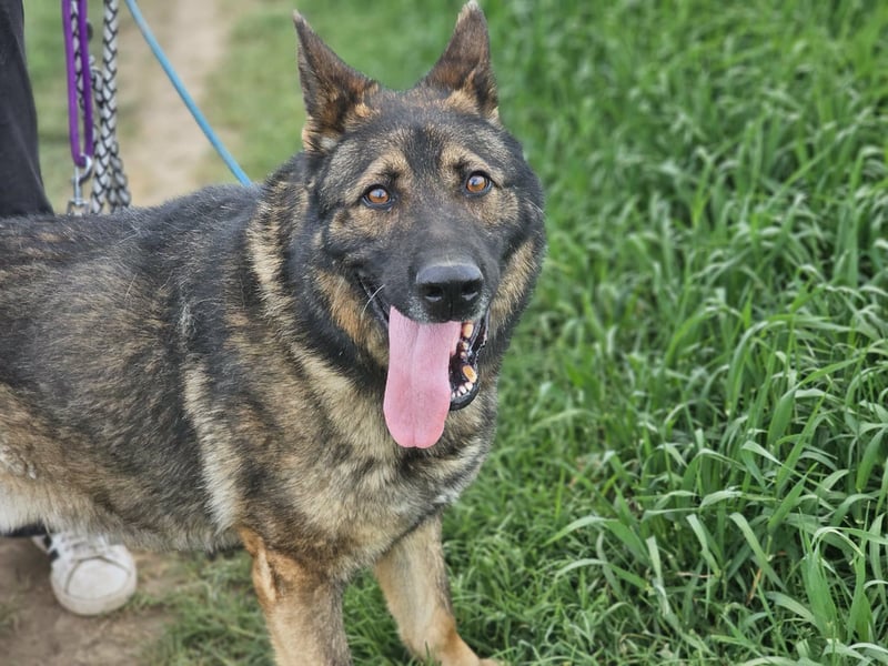 Zeus, geb. 12.2019, 58cm sucht sein für immer Zuhause