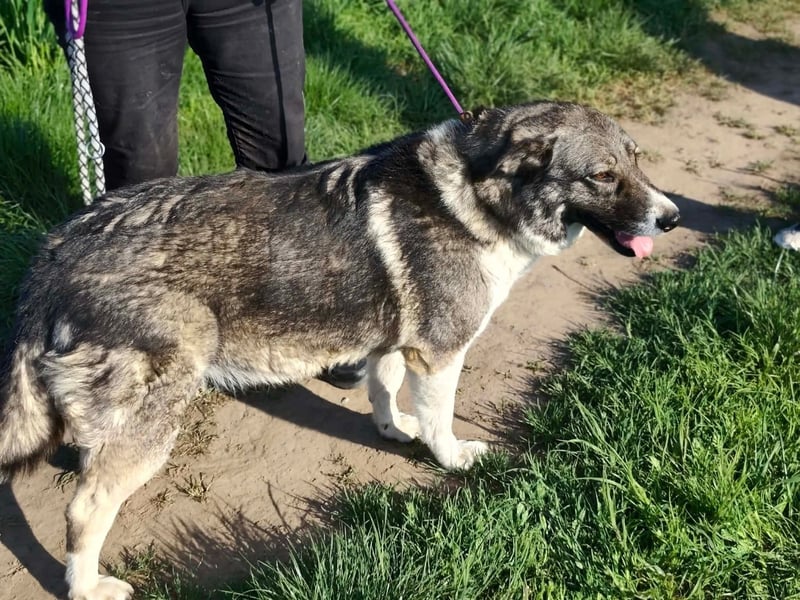 Sunny, geb. 01.12.2019, 58 cm, wartet auf ihre Chance