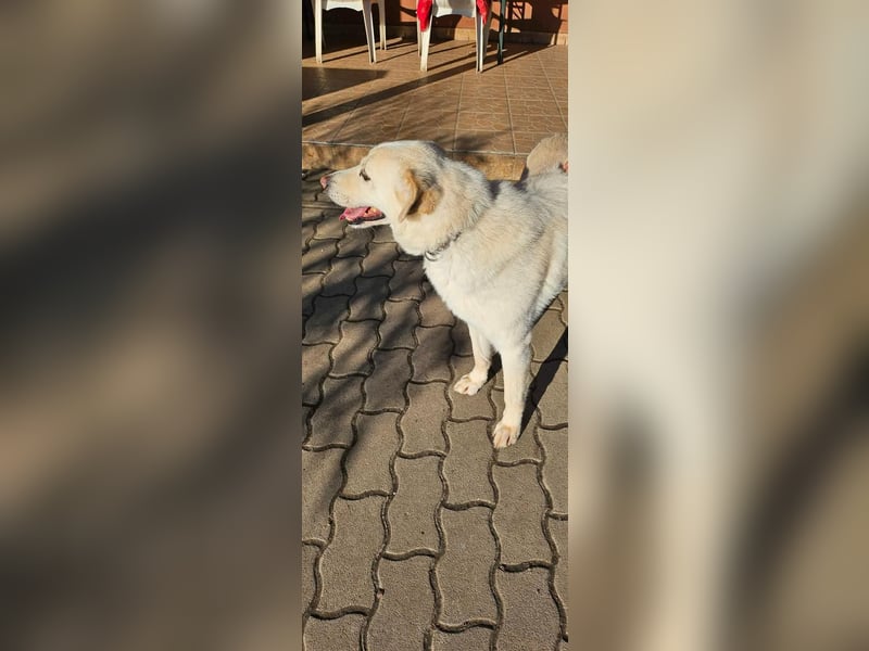 Lucky, geboren 20.11.2018, 58cm sucht seine Menschen