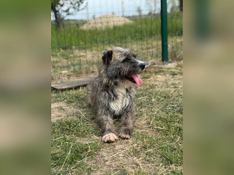 Freddy, geb. 09.2024, 54cm sucht sein seine Menschen