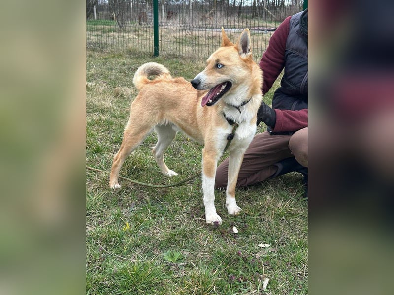 Nico, geboren 01.05.2023, 54cm sucht aktive Menschen