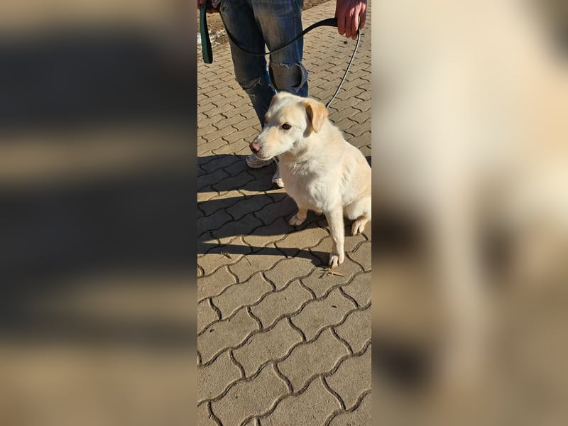 Lucky, geboren 20.11.2018, 58cm sucht seine Menschen