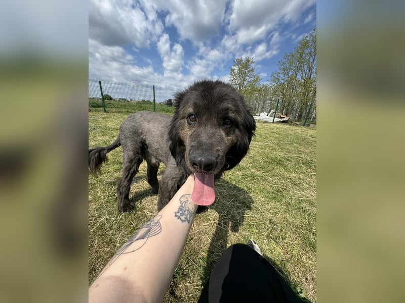 Bruce, geboren 01.01.2019, 59cm sucht seine Menschen