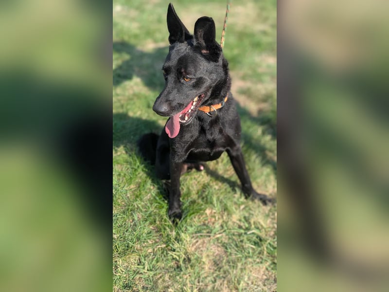 Atlas, geboren 24.05.2022, 60cm sucht sein Glück