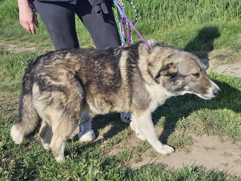 Sunny, geb. 01.12.2019, 58 cm, wartet auf ihre Chance