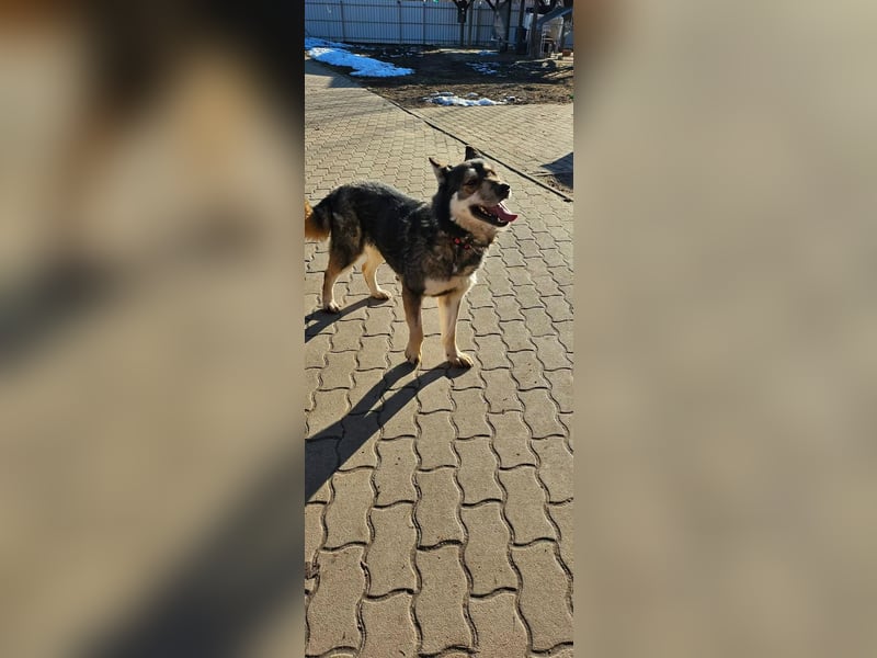 Catrina, geb. 01.2022, 60cm, sucht ihre Begleitung für lange Spaziergänge