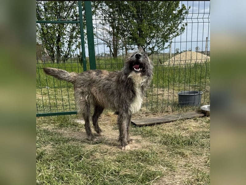 Freddy, geb. 09.2024, 54cm sucht sein seine Menschen