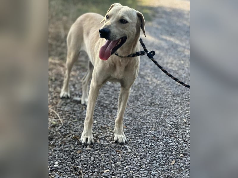 Max, geb. 06.2024, 55cm sucht sein Zuhause