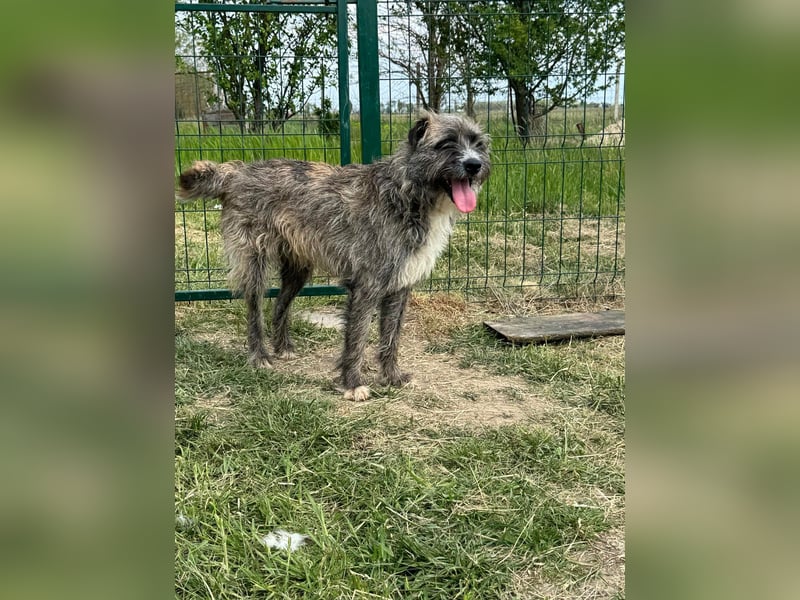 Freddy, geb. 09.2024, 54cm sucht sein seine Menschen
