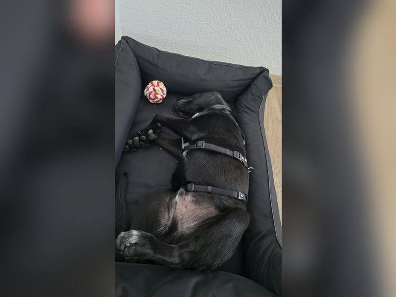 Diablo, geboren 25.05.2026, 55cm sucht neues Zuhause