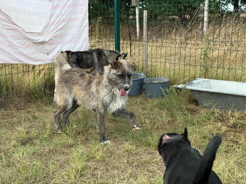 Fredy, geb. 01.09.2024, 54 cm, wartet auf seine Chance