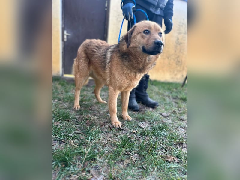 Debi, geboren 01.06.2024, 56cm sucht ihr Zuhause