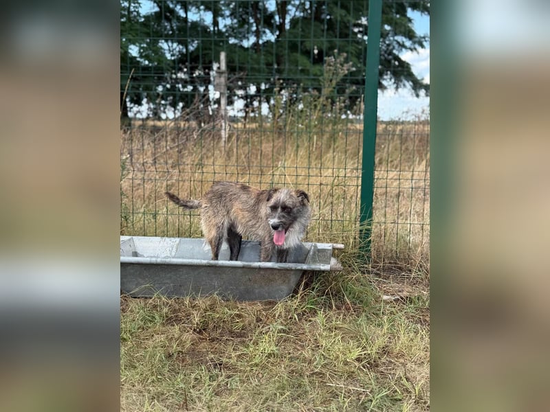 Freddy, geboren 01.09.2024, 54cm sucht sein seine Menschen