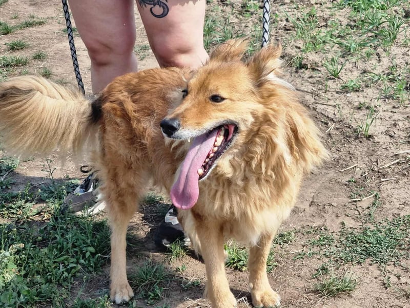 Merlin, geboren 01.03.2021, 58cm sucht sein Körbchen