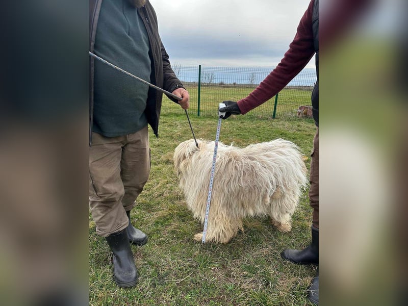Zelda, geboren 01.06.2022, 62cm sucht ihr Glück