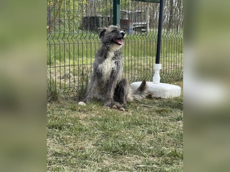 Freddy, geb. 09.2024, 54cm sucht sein seine Menschen