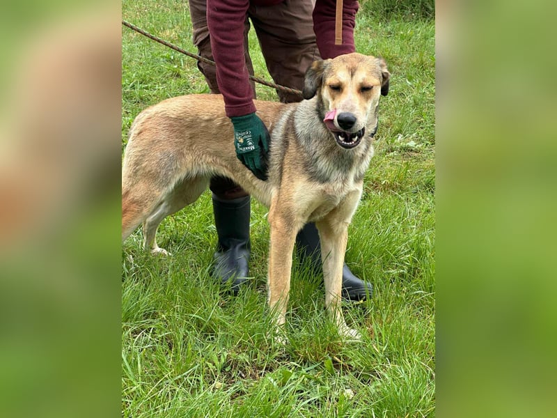 Fahej, geboren 01.03.2023, 53cm sucht tierliebe Menschen