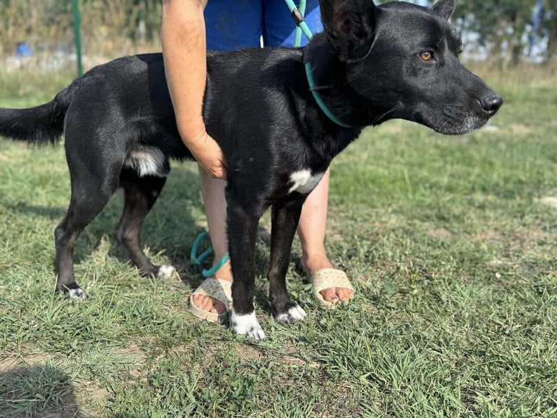 Osiris, geboren 04.02.2023, 57cm sucht sein Für-immer-Zuhause