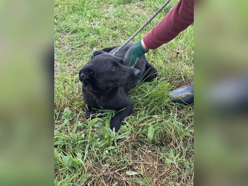 Zafir, geb. 15.11.2022, 51 cm, sucht ihre Menschen