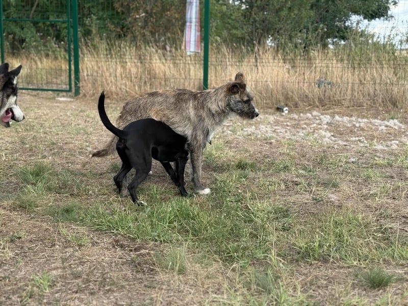 Freddy, geb. 09/24, 54 cm, wartet auf seine Menschen