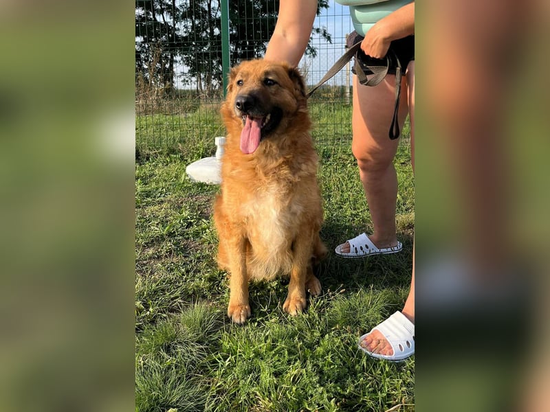 Zsömle, geboren 25.03.2021, 56cm sucht seine Menschen