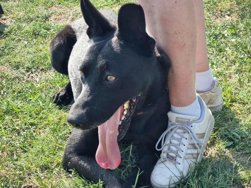 Atlas, geboren 24.05.2022, 60cm sucht sein Glück