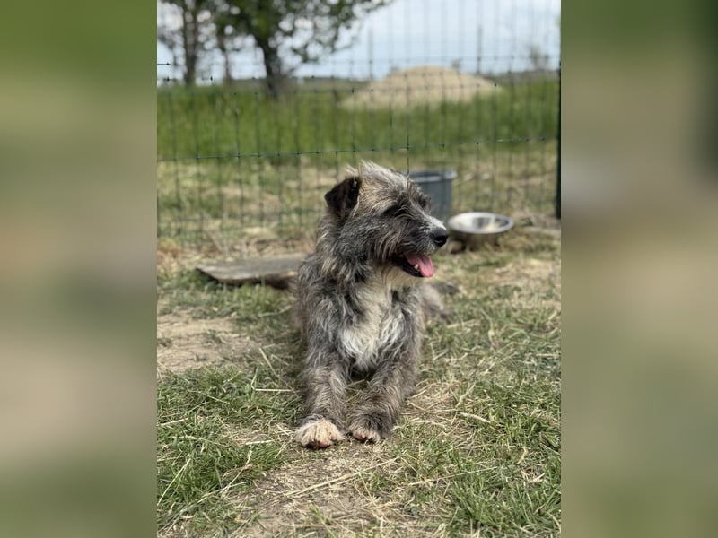 Fredy, geb. 01.09.2024, 54 cm, wartet auf seine Chance