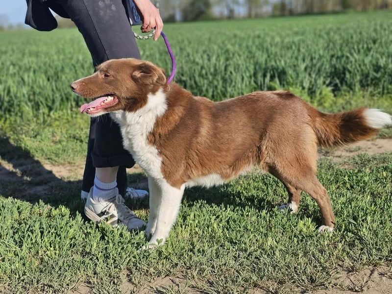 Yoko, geb. 15.06.2022, 52 cm, wünscht sich ein tolles Hundeleben