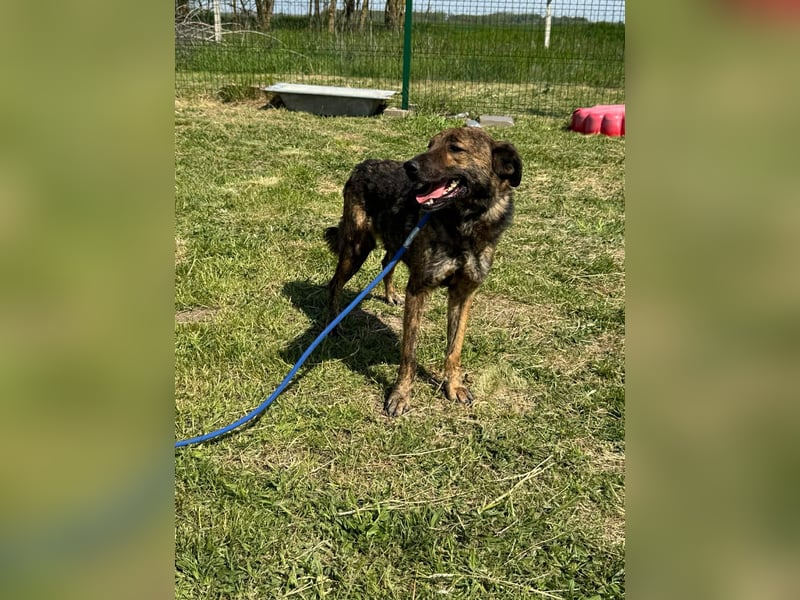 Samy, geb. 08.2022, 56cm, sucht liebevolle Menschen