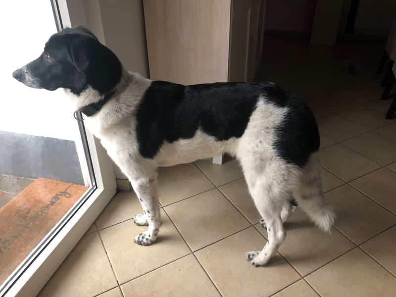 Ella, geboren 01.2025, 60cm sucht neues Zuhause