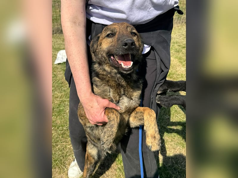 Samy, geb. 08.2022, 56cm, sucht liebevolle Menschen