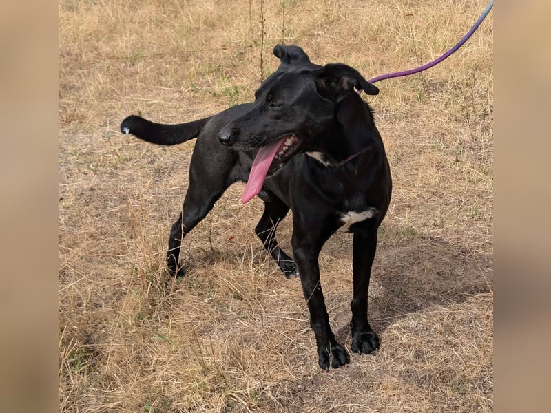 Herceg, geboren 01.06.2021, 60cm sucht sein Plätzchen
