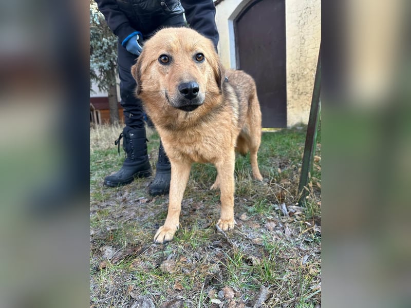 Debi, geboren 01.06.2024, 56cm sucht ihr Zuhause