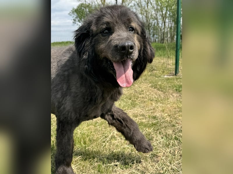 Bruce, geboren 01.01.2019, 59cm sucht seine Menschen