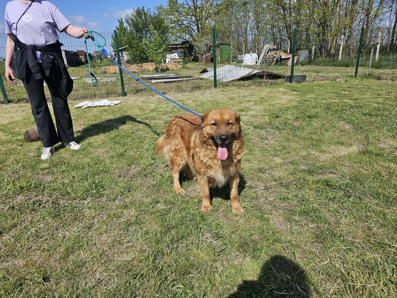Zsömle, geb. 03.2021, 56cm sucht seine Herzensmenschen