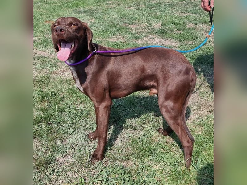 Csoki, geboren 01.08.2022, 61cm sucht Menschen mit Herz