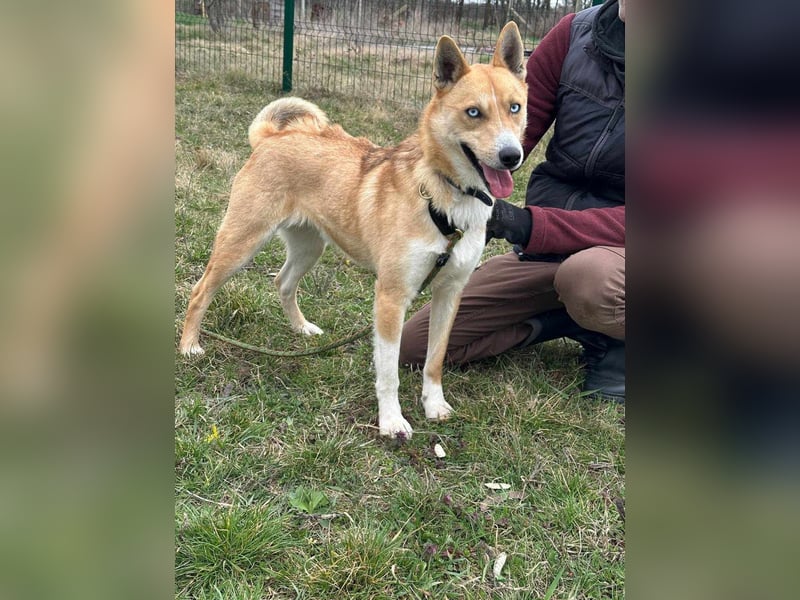 Nico, geb. 05.2023, 54cm sucht aktives zu Hause