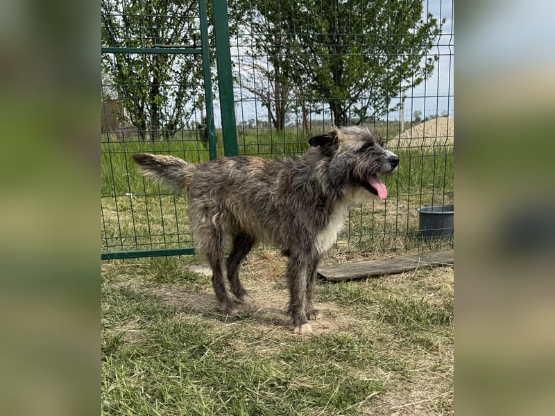 Fredy, geb. 01.09.2024, 54 cm, wartet auf seine Chance