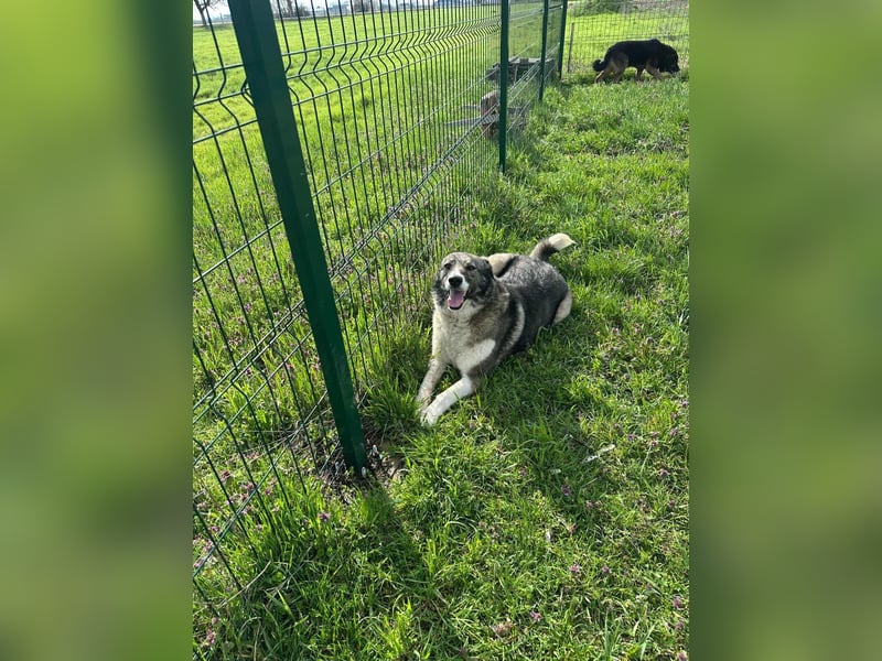 Sunny, geboren 01.12.2019, 63cm sucht ihr Glück